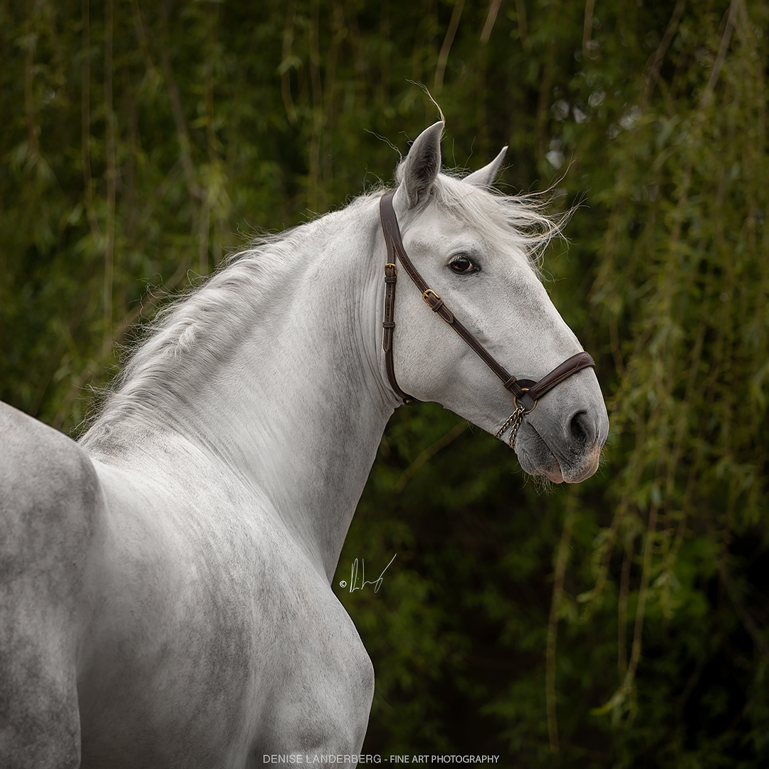 denise-landerberg-15571
